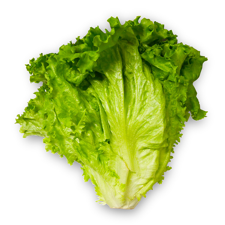 Green Leaf Lettuce